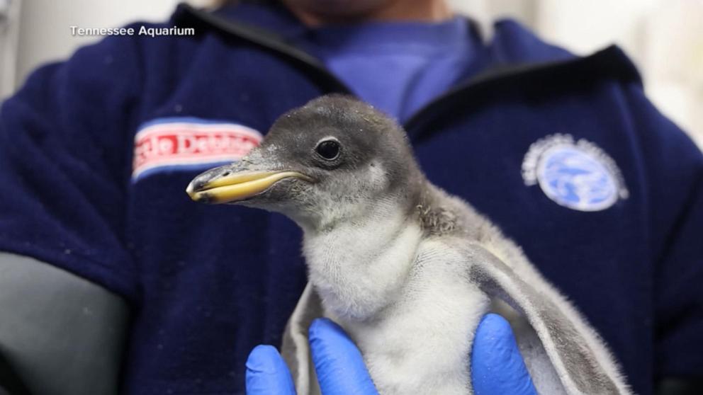 VIDEO: New baby penguin