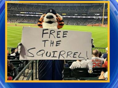 WATCH:  Squirrel runs onto field during MLB game
