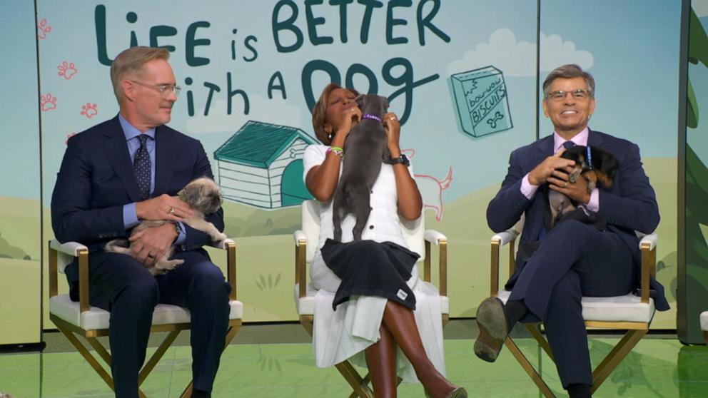 VIDEO: George Stephanopoulos shares puppy adoption story
