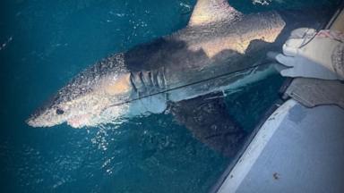 VIDEO: Great white sharks could help predict hurricanes?