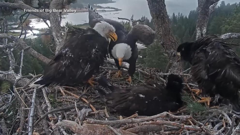 VIDEO: Big news for Big Bear’s famous bald eagle