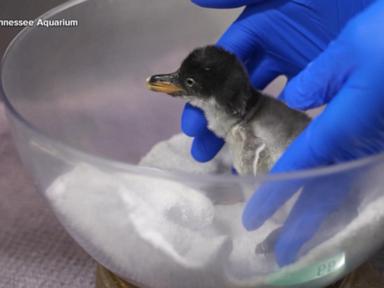 WATCH:  Tennessee Aquarium welcomes penguin baby boom