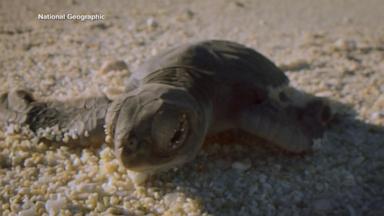 VIDEO: Moment on the Earth: Baby Green Sea Turtles Delight