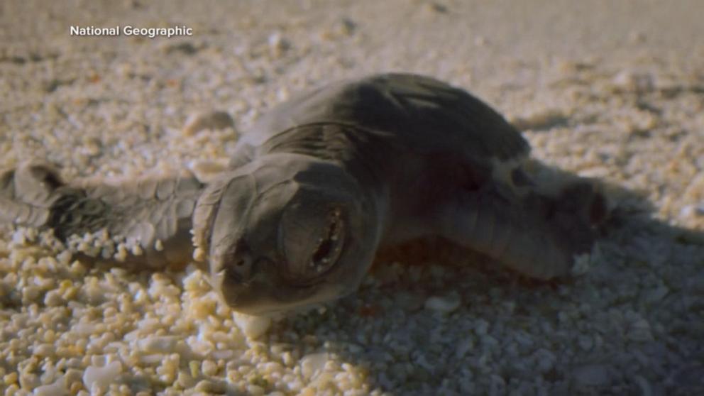VIDEO: Moment on the Earth: Baby Green Sea Turtles Delight