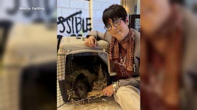 VIDEO: Pig seen wandering LA streets finds forever home with 17-time Oscar nominee
