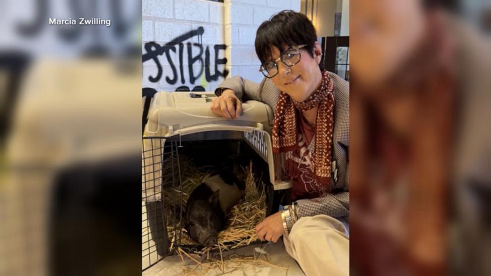 VIDEO: Pig seen wandering LA streets finds forever home with 17-time Oscar nominee
