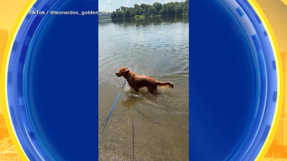 VIDEO: Dog days of summer