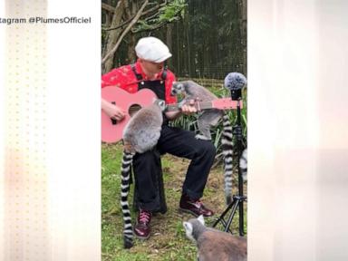 WATCH:  Why 1 man is serenading animals across the globe