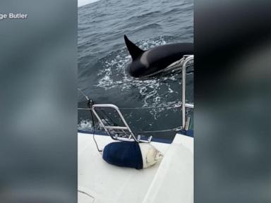 WATCH:  Killer whale rams sailboat off the coast of Spain