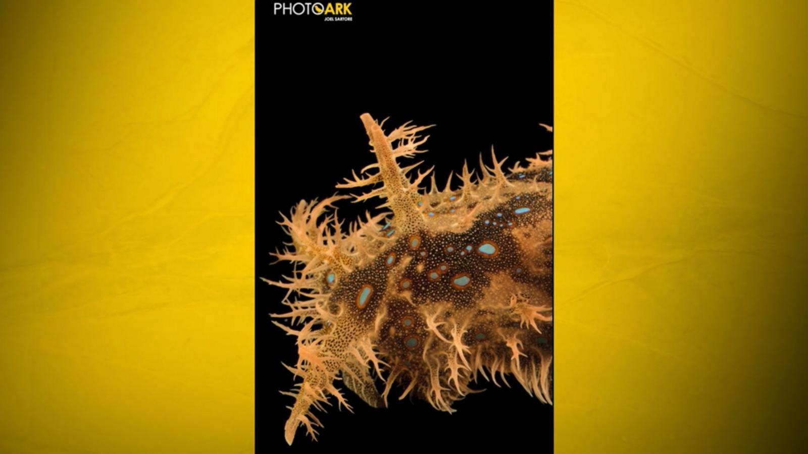 WATCH:  Nat Geo’s 'Moment on the Earth' spotlights the shaggy sea hare
