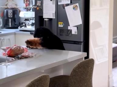 The Anatomy of Canine Impulse Control Failures Under High Value Stimuli