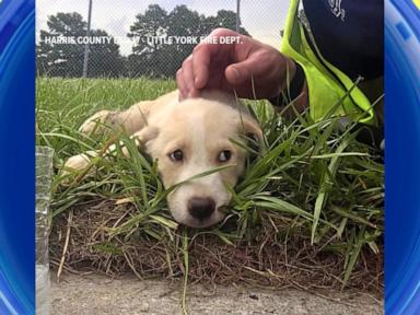 WATCH: Puppies rescued from beneath sidewalk