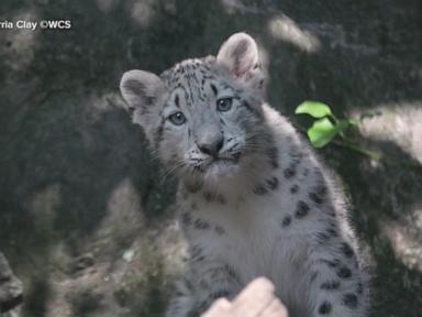 WATCH:  Snow leopard baby reveal