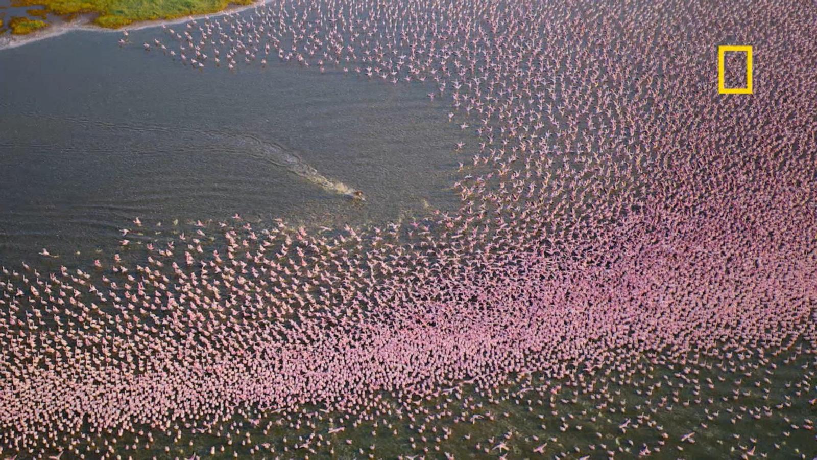 WATCH:  Nat Geo's 'Africa: Earth's Wild Home' showcases wildlife like never before