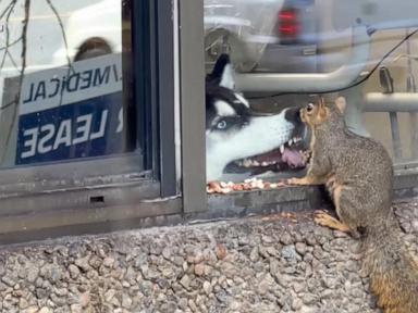 WATCH:  Dog watches squirrel enjoy snack