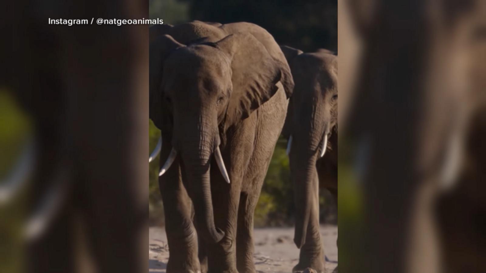 WATCH:  Nat Geo's 'Moment on the Earth' spotlights the wonders of elephants