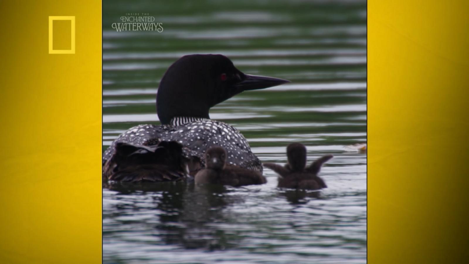 WATCH:  Baby loons play with their moms in must-see video