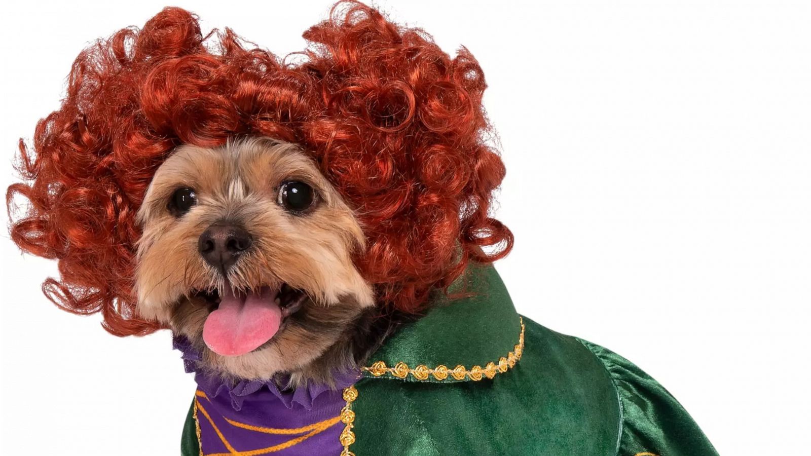 PHOTO: Sanderson Sisters Pet costume available at shopDisney