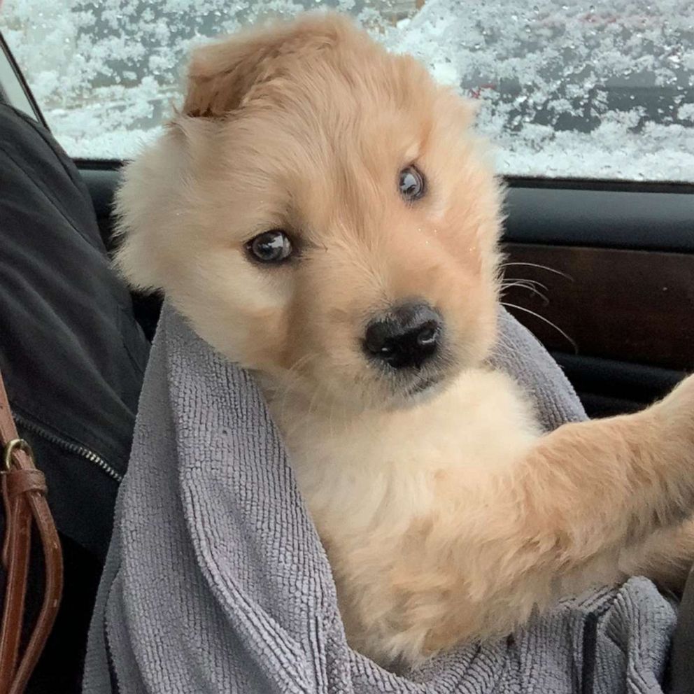 PHOTO: Rae with her paws on a steering wheel in a car.