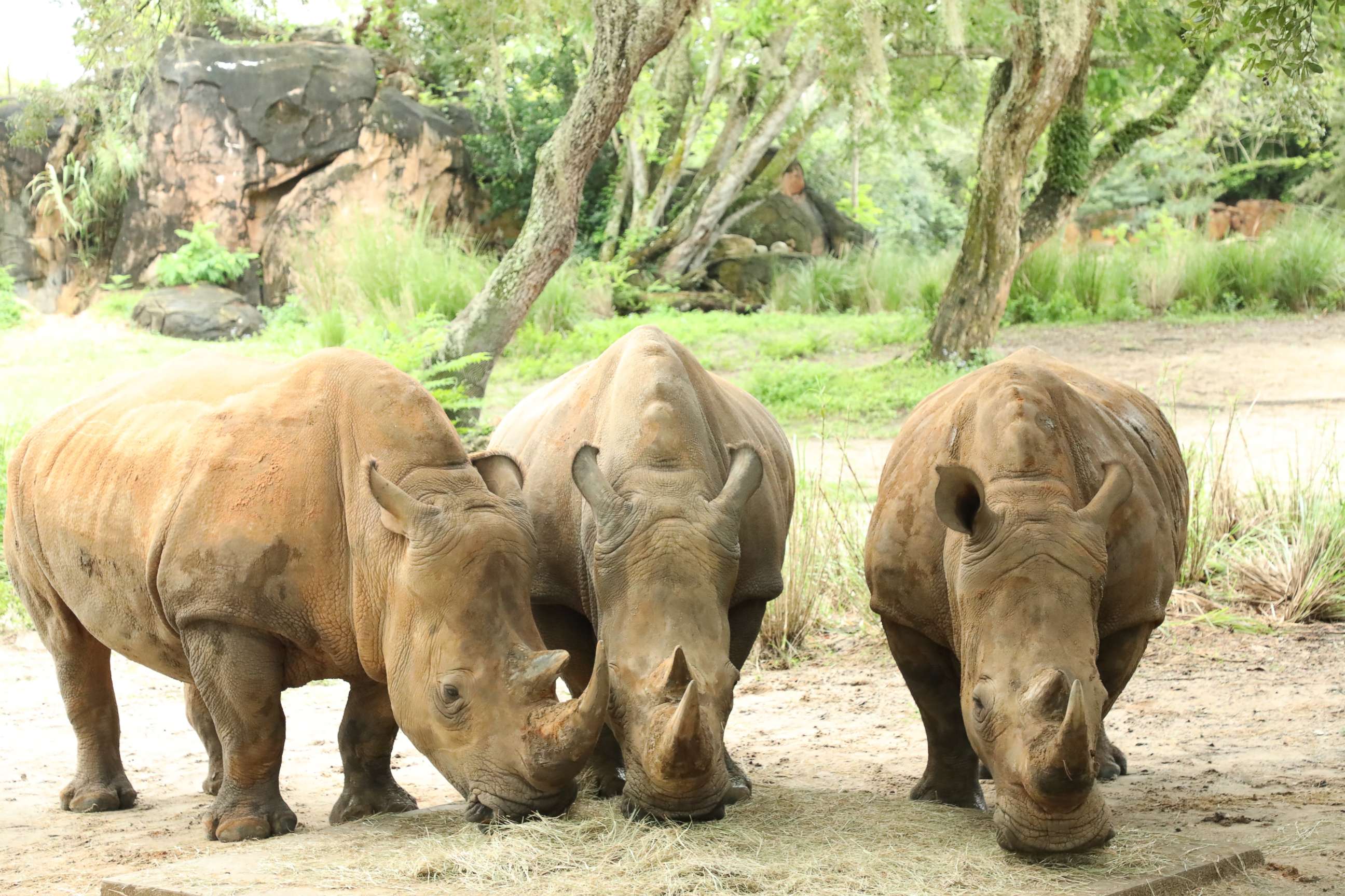 PHOTO: On World Rhino Day, Sept. 22, 2020, Disney’s Animal Kingdom announced the pregnancies of three rhinos at the Walt Disney World Resort theme park. 