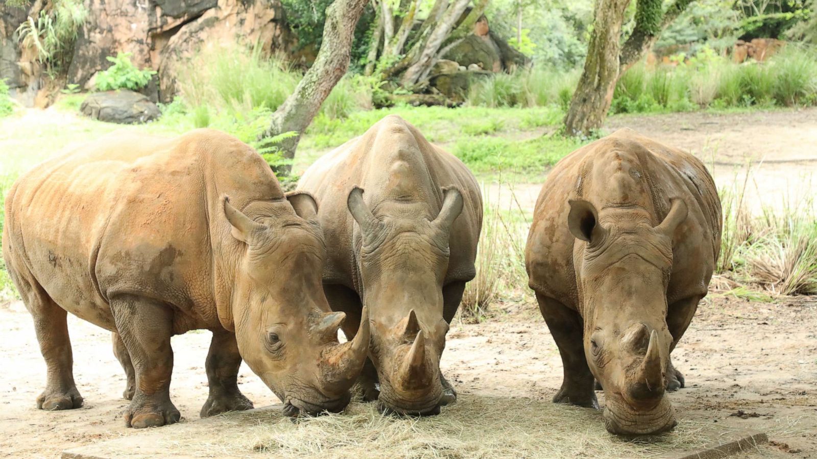 PHOTO: On World Rhino Day, Sept. 22, 2020, Disney’s Animal Kingdom announced the pregnancies of three rhinos at the Walt Disney World Resort theme park.