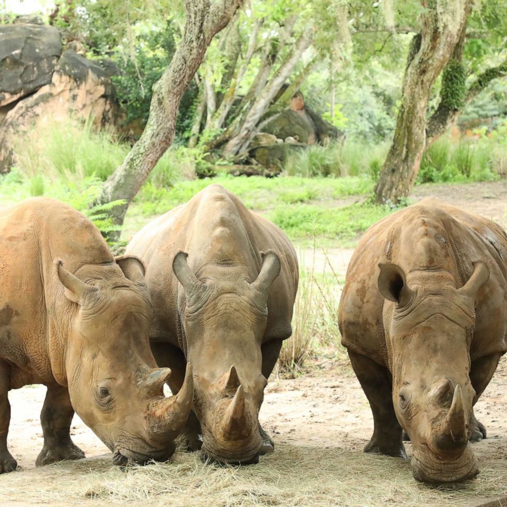 Oh Sweet Baby Pickles - The Houston Zoo