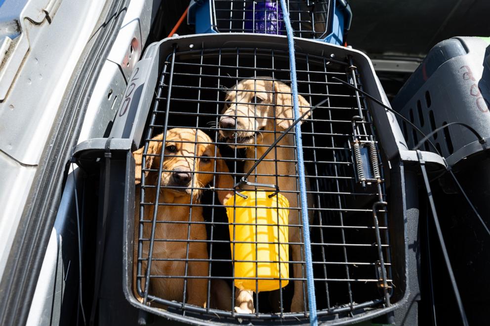 PHOTO: About 145 shelter cats and dogs were airlifted from Florida to Wisconsin and are up for adoption from multiple shelters.