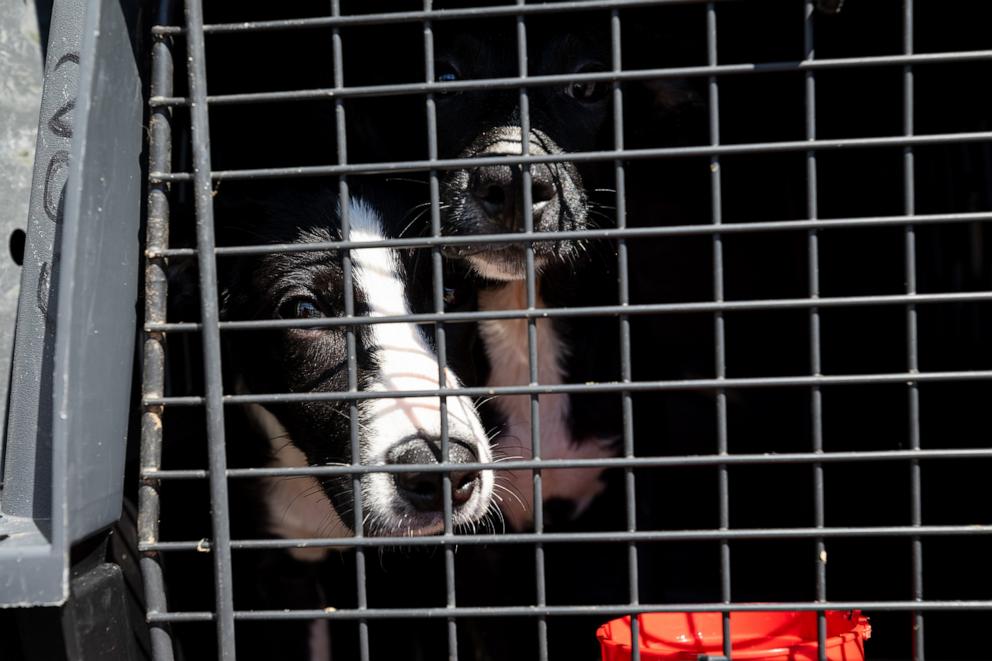 PHOTO: About 145 shelter cats and dogs were airlifted from Florida to Wisconsin and are up for adoption from multiple shelters.