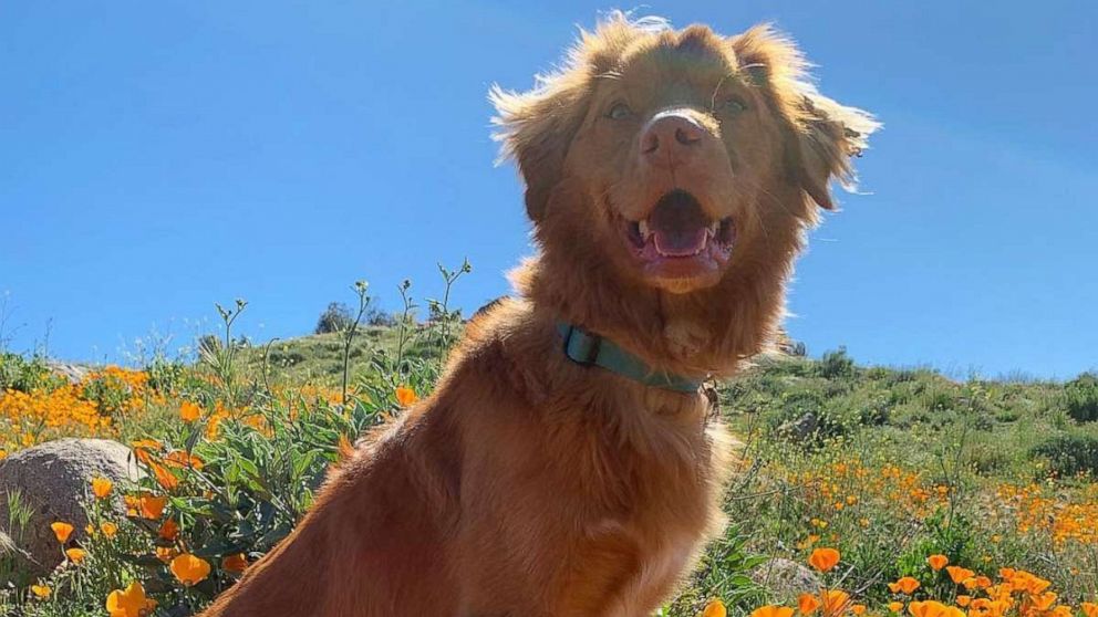 PHOTO: Milo, a Nova Scotia Duck Tolling Retriever from Burbank, California, is warming the hearts of many online with his love for monarch butterflies and flowers.