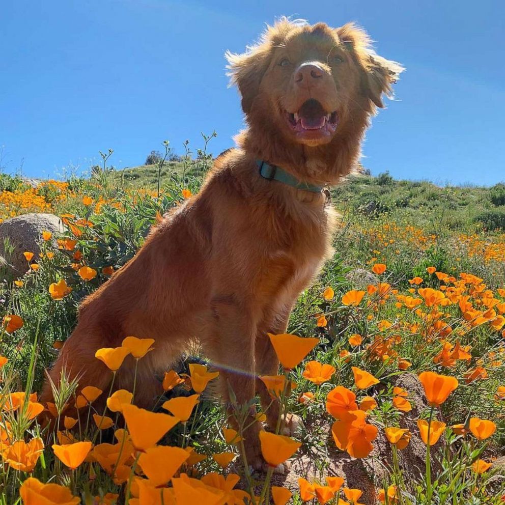 VIDEO: Gentle dog is BFFs with butterflies and one with nature 