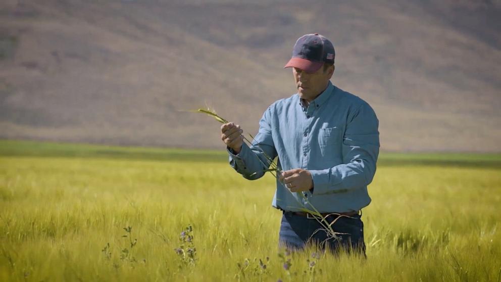 PHOTO: An American farmer checks crops to source for Anheuser-Busch.