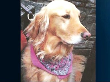 VIDEO: Nathan and Erin Braun were camping in Tahoe when their golden retriever ran away.