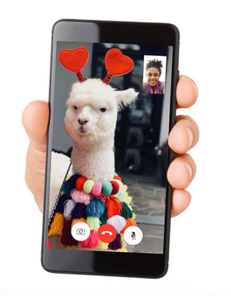 PHOTO: FaceTime with Panchita the baby alpaca on Valentine's Day.