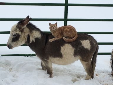 Teton the cat loves sleeping on the backs of his farm animal friends at Snowfall Ranch in Colorado.