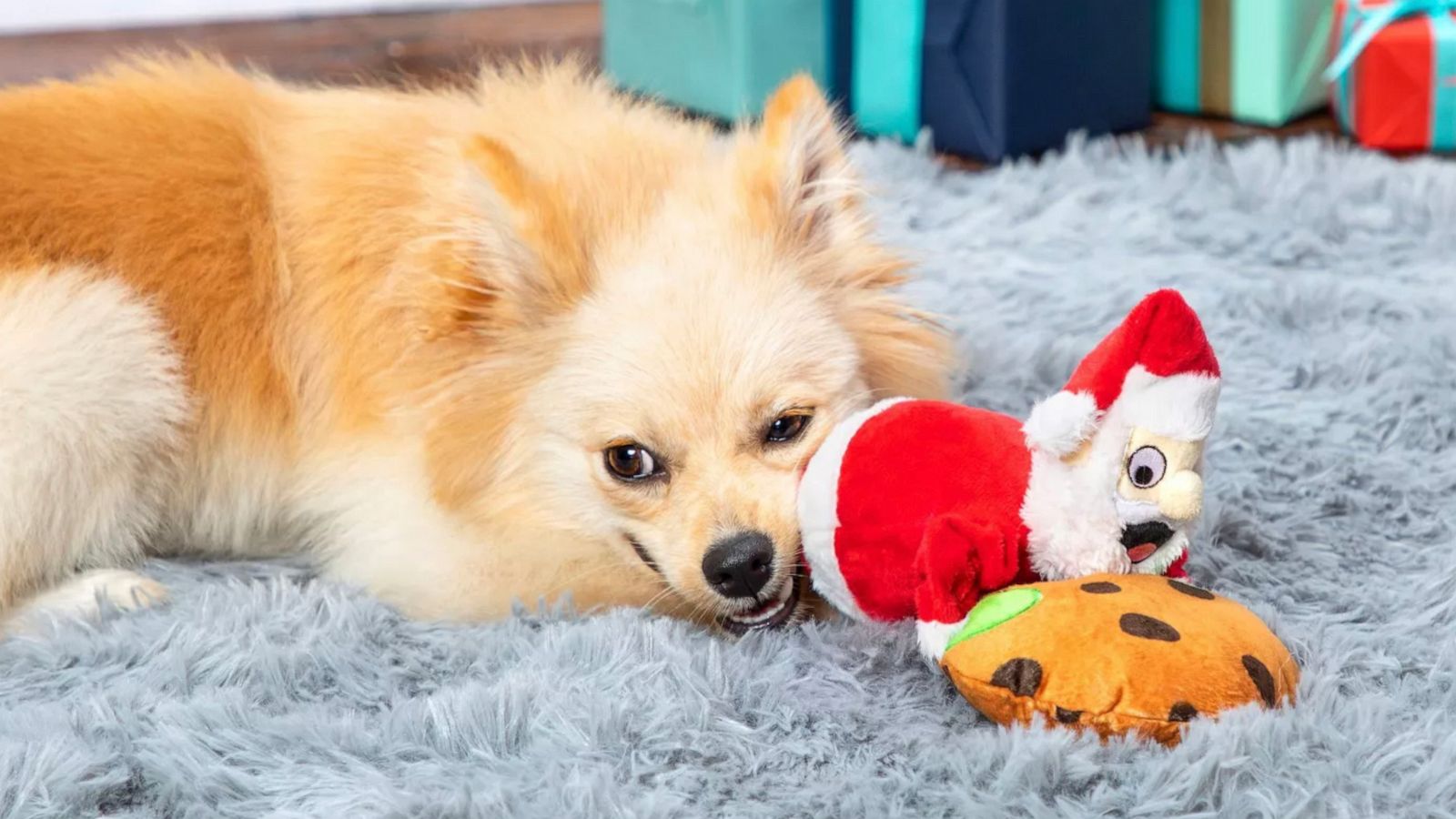 PHOTO: Dog chewing on BARK's Santa Holiday Dog Toy.