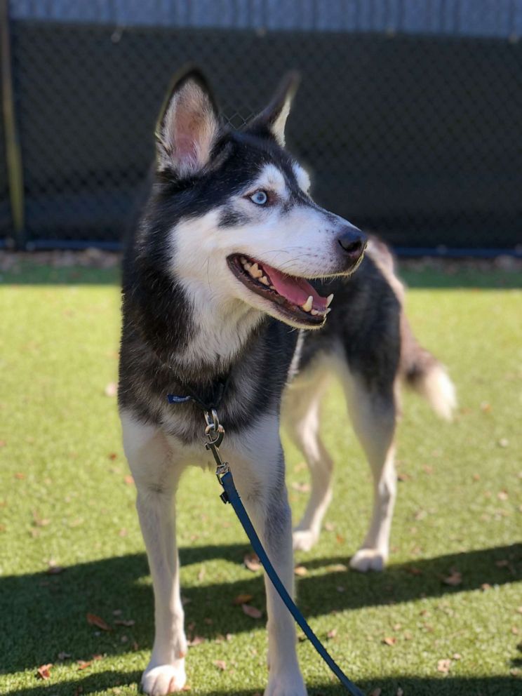 PHOTO: According to Nebraska Humane Society, Bret Michaels the dog was brought to the Omaha shelter by another individual named Bret Michaels.