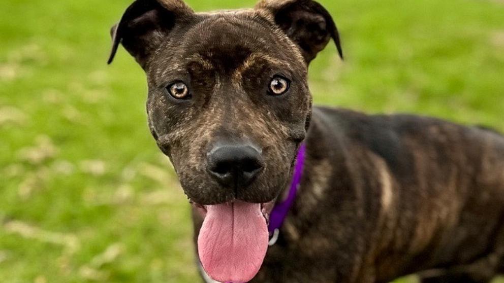 6-month-old puppy with 5 legs gets adopted - Good Morning America