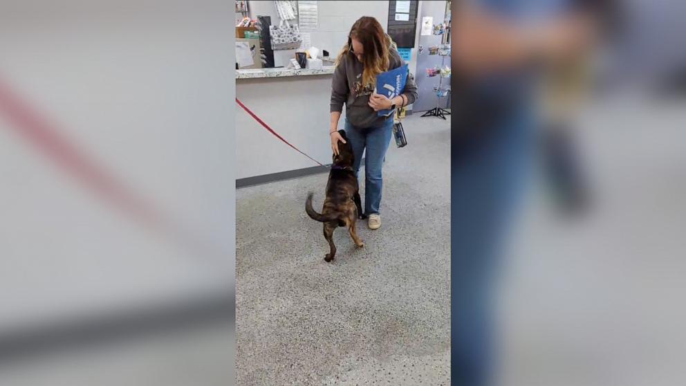 PHOTO: Bella, a five-legged dog, was adopted from the Wisconsin Humane Society on May 3.