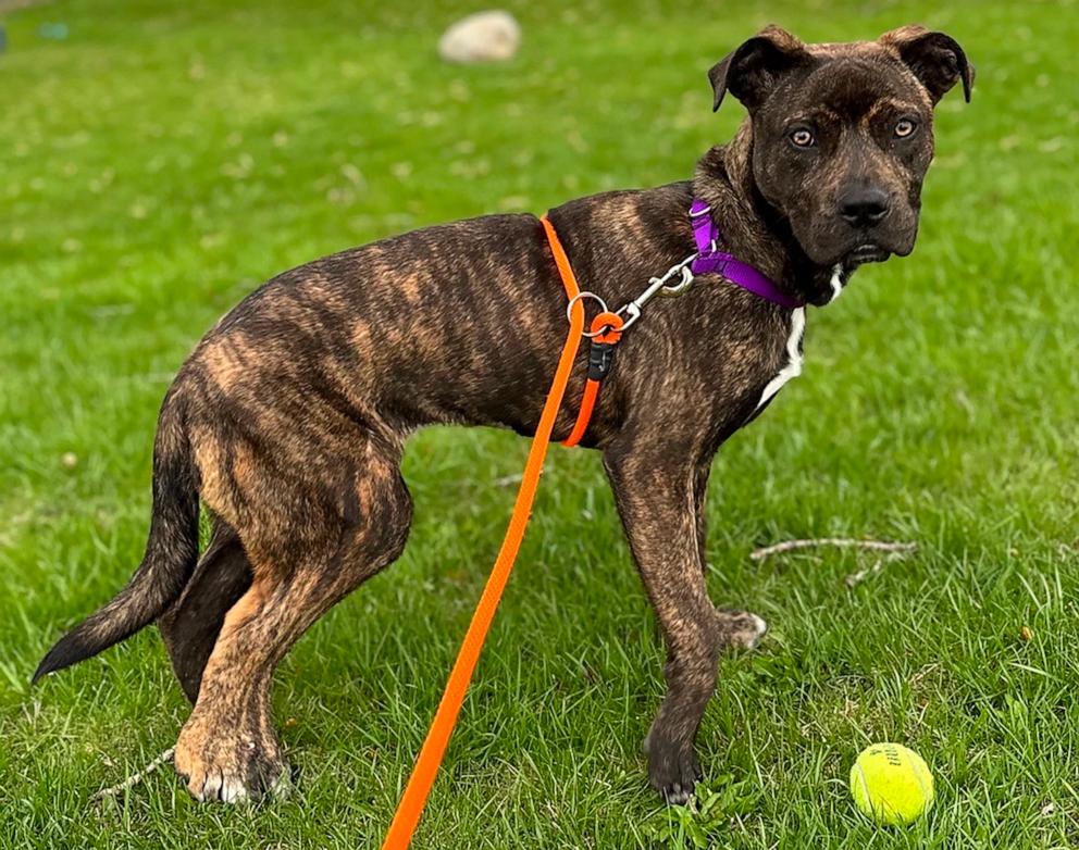 PHOTO: Bella was surrendered to the Wisconsin Humane Society and is now up for adoption.