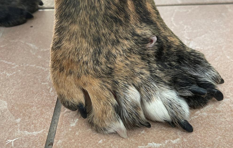 PHOTO: Bella has two femurs, two tibias and on her right hind paw, nine toes.