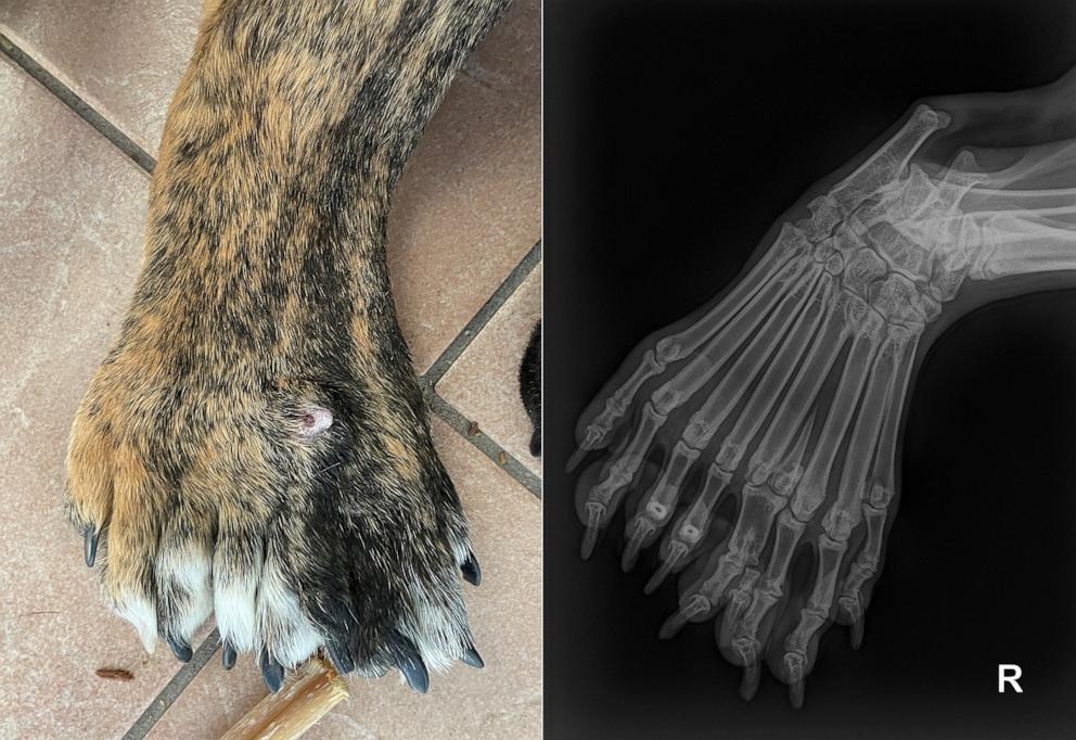 PHOTO: Bella’s right hind legs and an X-ray of the area shows a closer look at her nine toes.