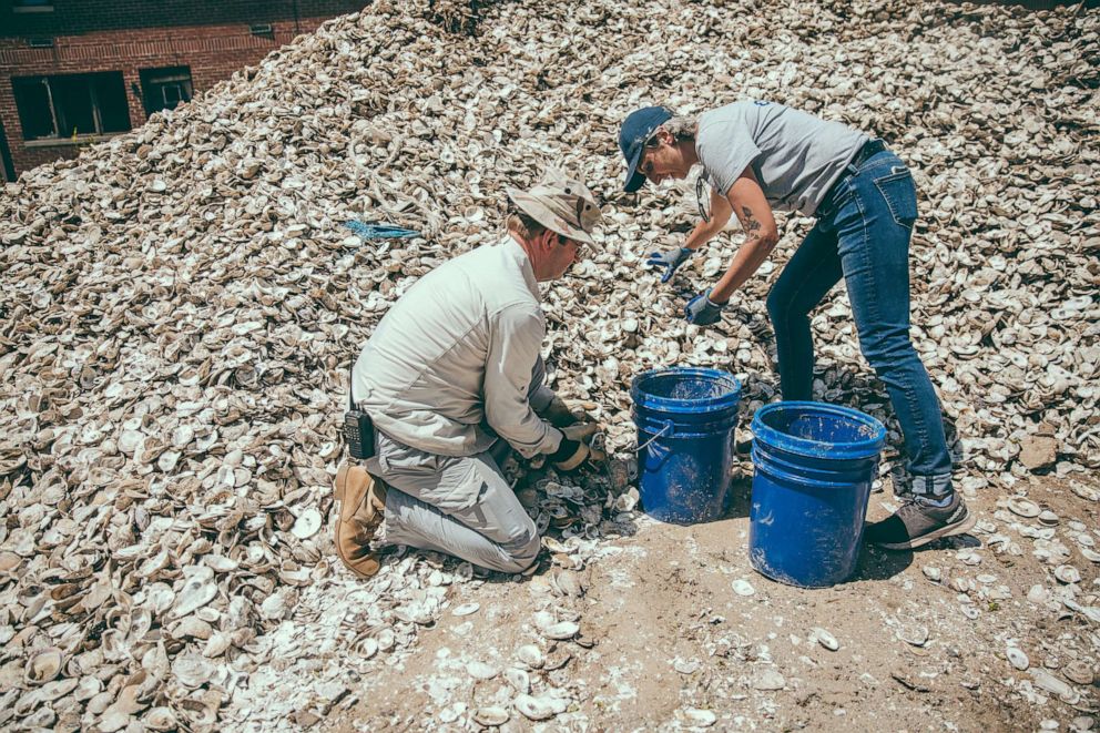 PHOTO: Oyster shells are cured in the sun and collected by volunteers for Billion Oyster Project.