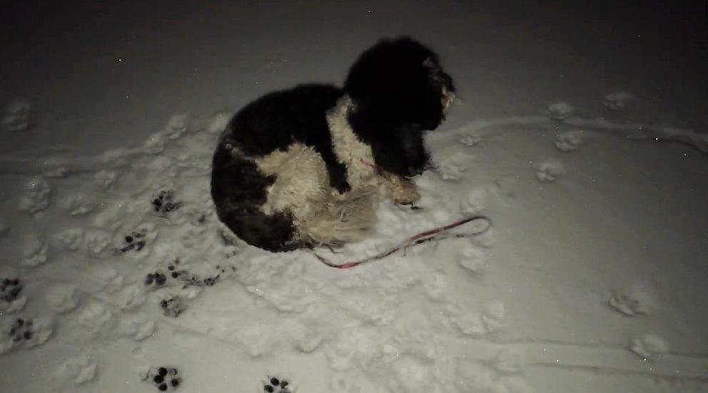 PHOTO: Brooklyn, a sheepadoodle puppy, appears here in this screengrab from drone footage.