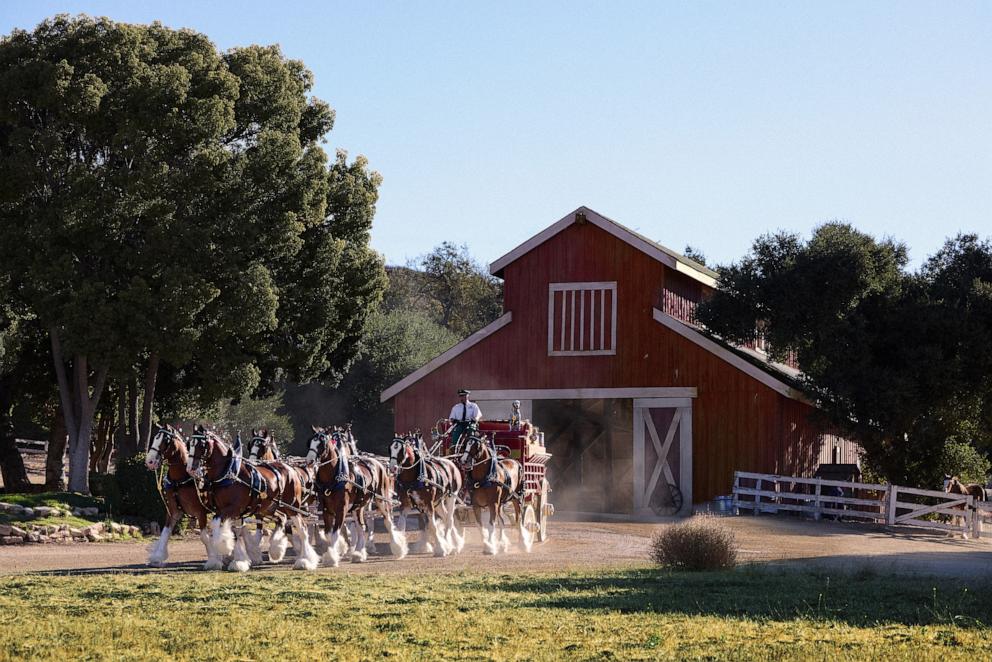 PHOTO: This is the 47th Super Bowl commercial featuring the Budweiser Clydesdales, who have stood as a symbol of Anheuser-Busch’s tradition and heritage since 1933.