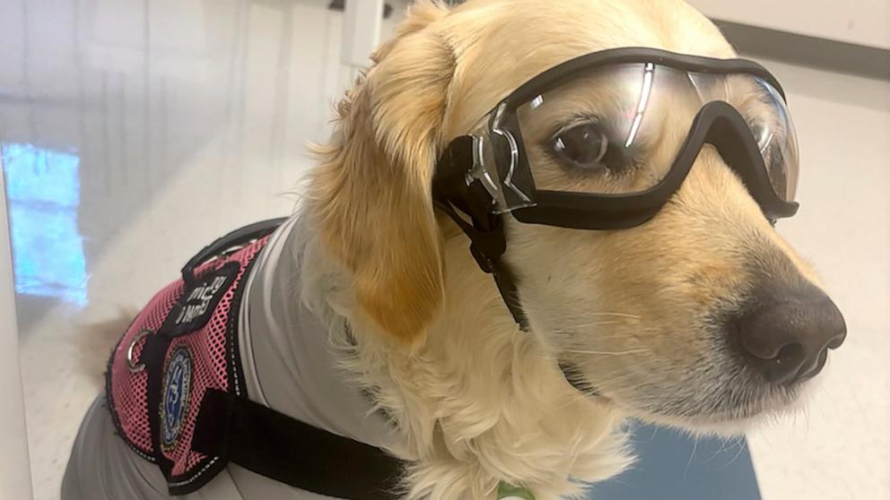 PHOTO: When in the lab with Cecilia Hernandez, Canela wears protective equipment, including booties, goggles and a de-shedding vest.