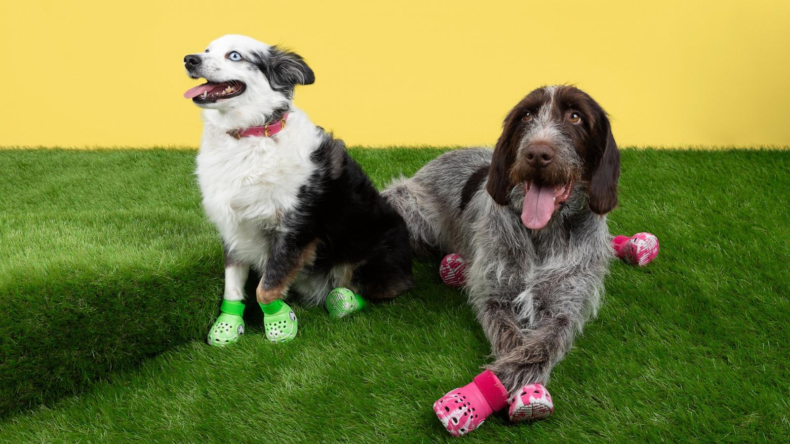 PHOTO: Crocs launches style for pets designed in partnership with BARK.