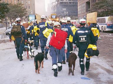 Remembering the hero search-and-rescue dogs of 9/11, 25 years later
