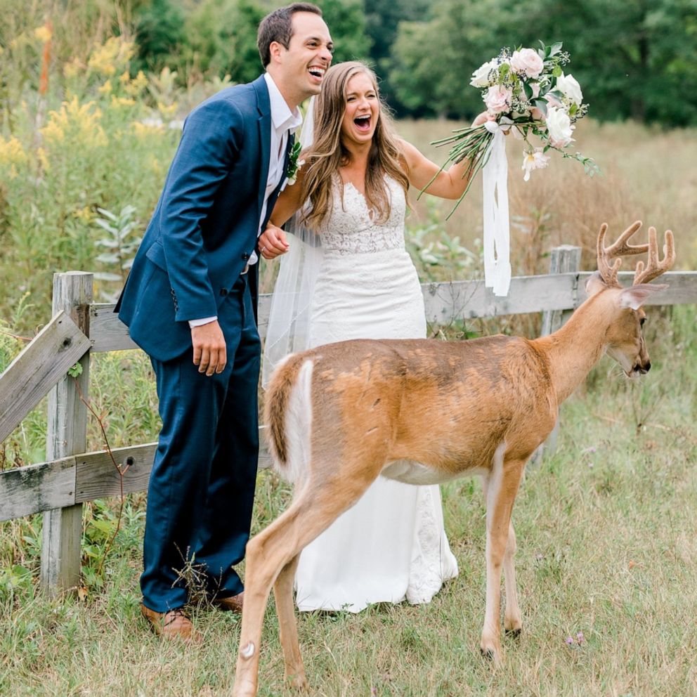 VIDEO: 'Til deer doe us part: Deer photo-bombs wedding photos