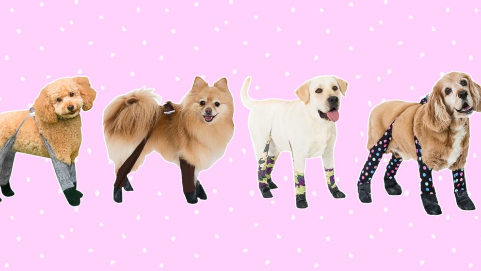 Paging dog owners: You can get your dog leggings for Christmas - ABC News