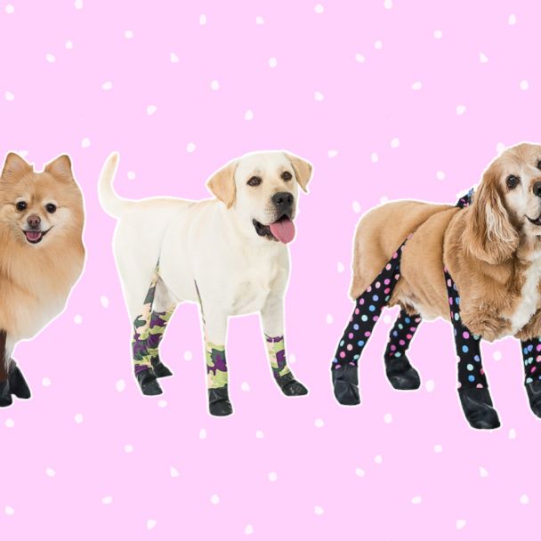 Paging dog owners: You can get your dog leggings for Christmas - Good  Morning America